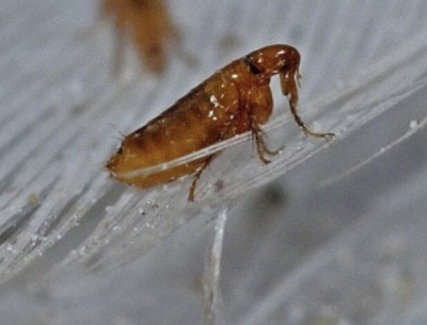 Блоха землянная 
