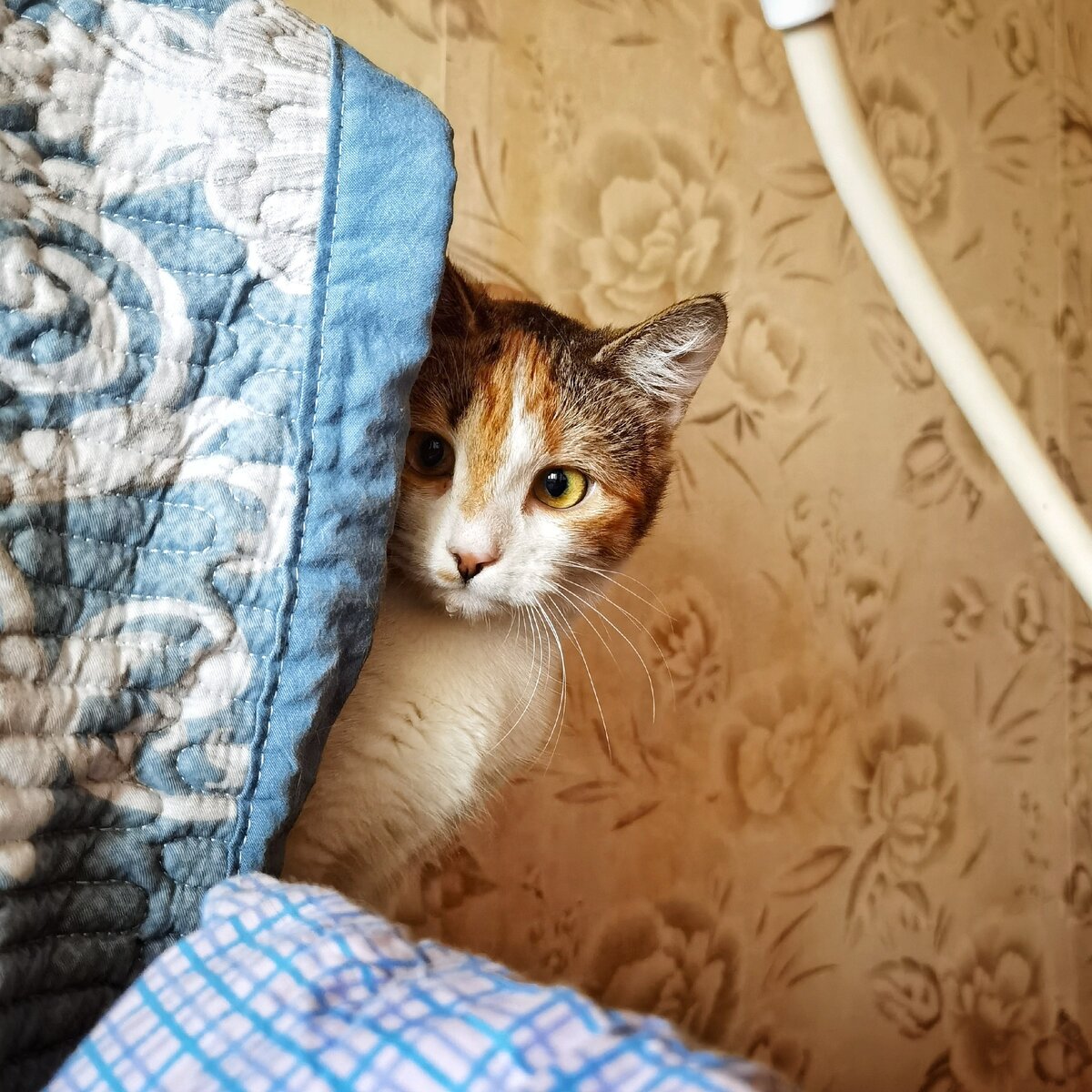 Лишай победили. Хламидиоз победили. Корона в носительстве