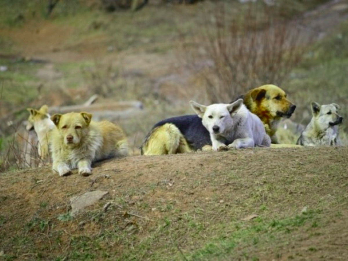 Источник: https://yandex.ru/images