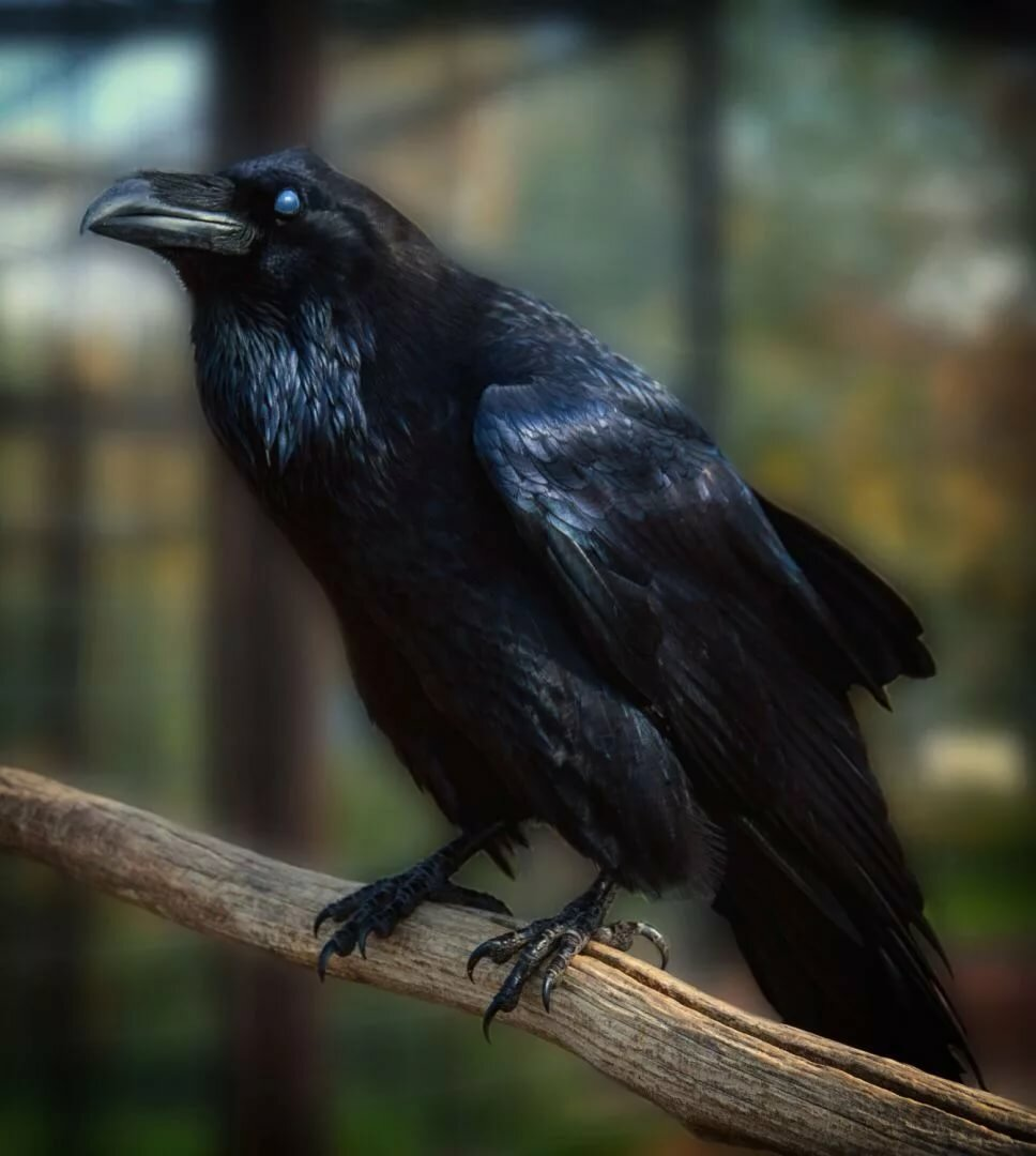 Ворон какой вид. Ворон семейство врановых. Обыкновенный ворон птица. Чёрная ворона. Гуамский ворон.