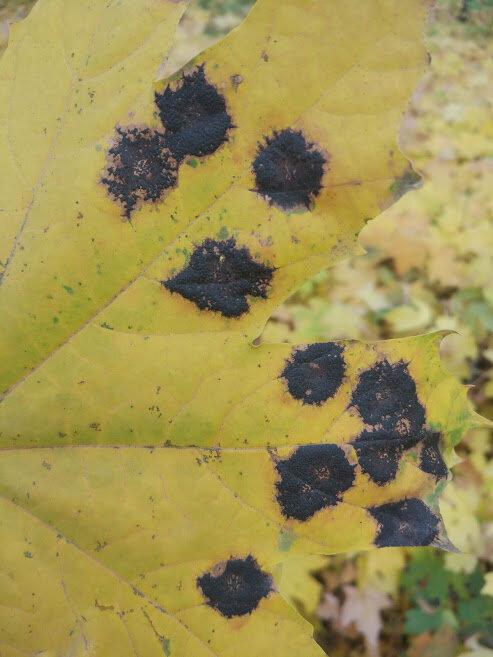 Клён в городском парке