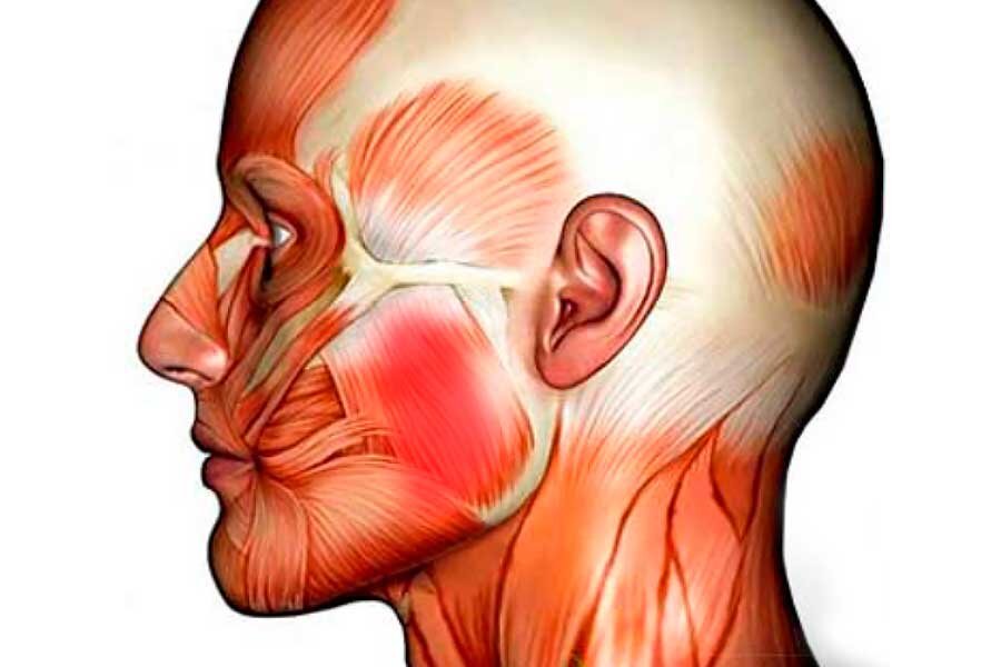 Качать будем выделенную красным мышцу, растягивать же придется ее и еще одну, очень противную // фото:  cdus.ru