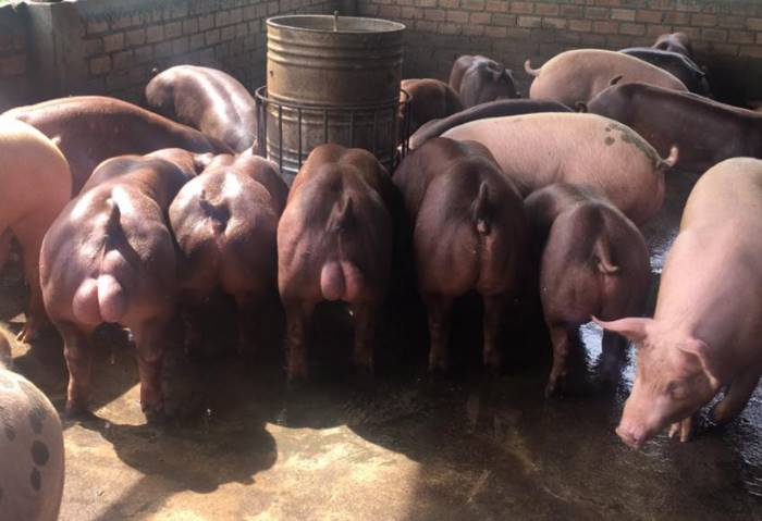 Пока хрюшки молодые, они ещё способны передвигаться. Но чем старше они будут становиться, тем сложнее им будет ходить. 