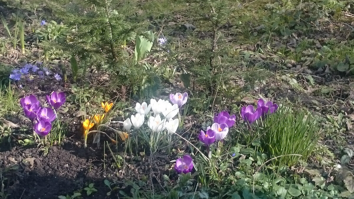 Крокусы Фото автора