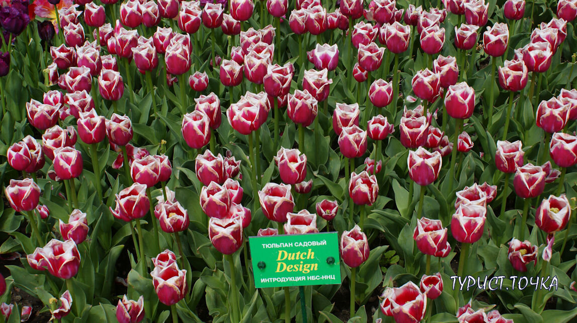 Парад тюльпанов. Сорт Dutch Design. Листайте