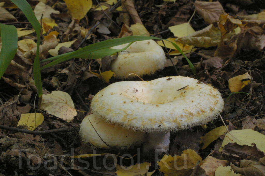 Бахромистый груздь. Красивый, вкусный. Но не желтый! (фото И.Лебединского)