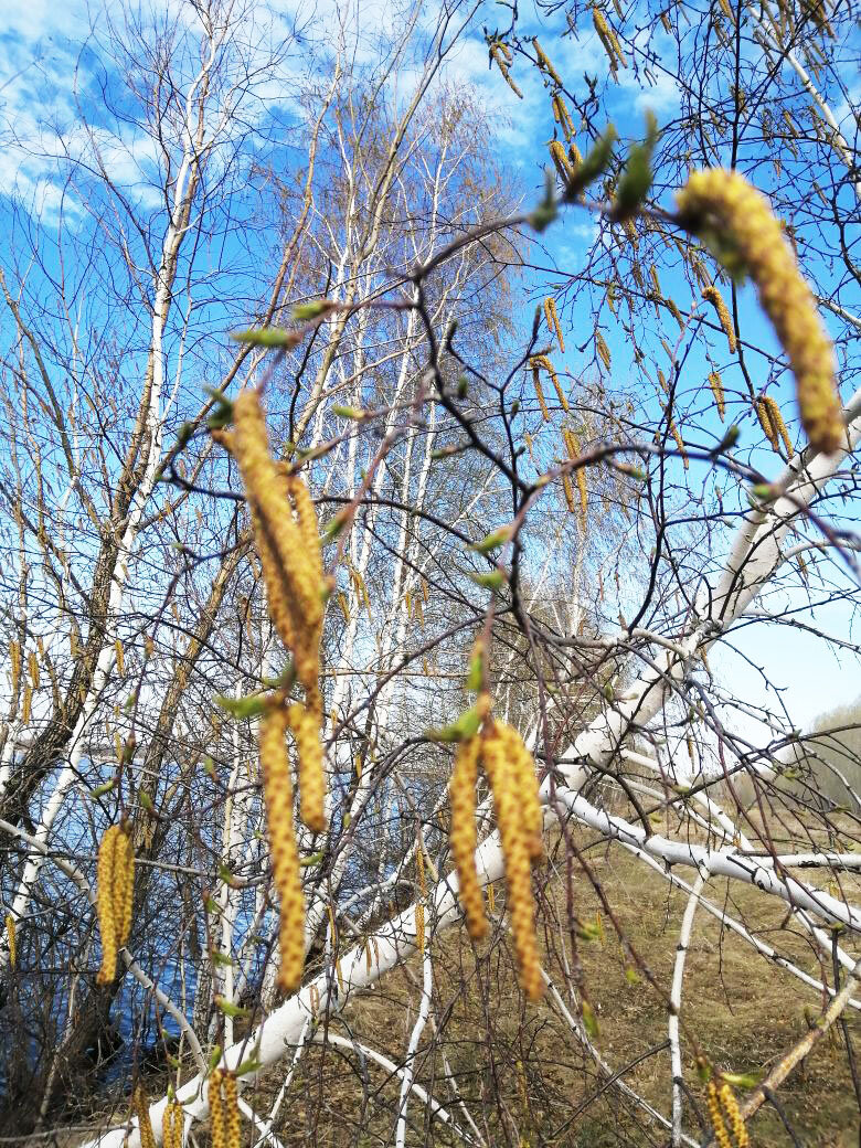 Берёзкины серёжки)))) Фото автора.