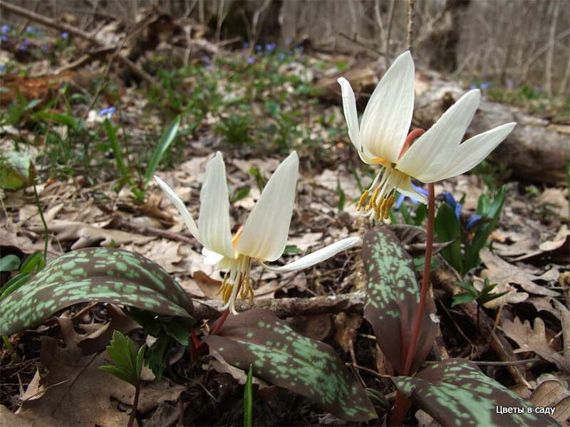 Кандык кавказский (Erythrónium caucásicum)