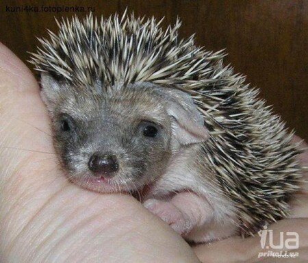 Фотография из Интернета в свободном доступе.