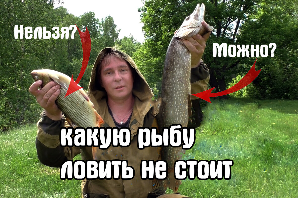 Какую рыбу нельзя ловить с 1 апреля. Какую рыбу нельзя ловить. Почему нельзя ловить на сети
