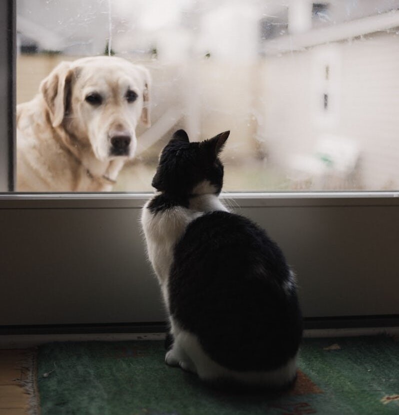 Кто умнее: кошки или собаки? | Догги Академия | Дзен