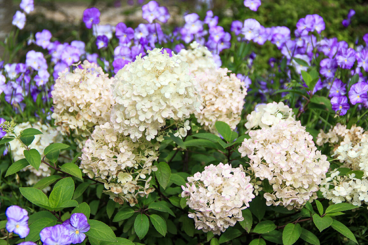 Гортензия метельчатая Bobo 