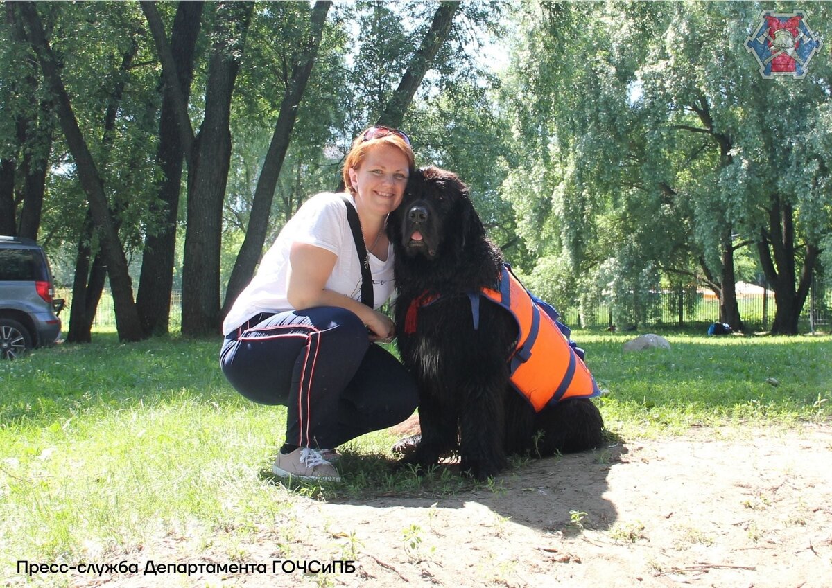 Александра Чемодурова приехала на поисково-спасательную станцию «Строгино», чтобы написать материал, увидела тренировку, заинтересовалась, а позже после знакомства с хозяевами собак, решила поучаствовать в тренировке.