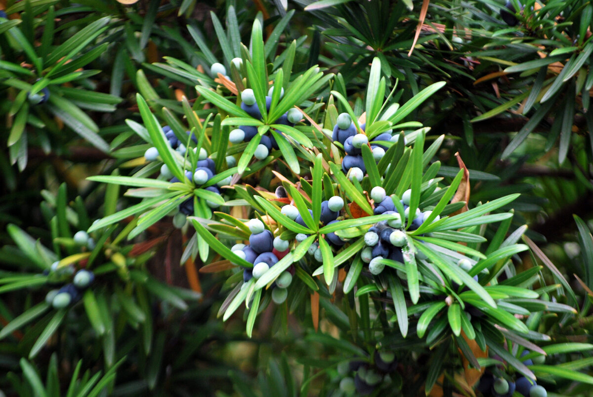 Подокарп крупнолистный - шишкоягоды