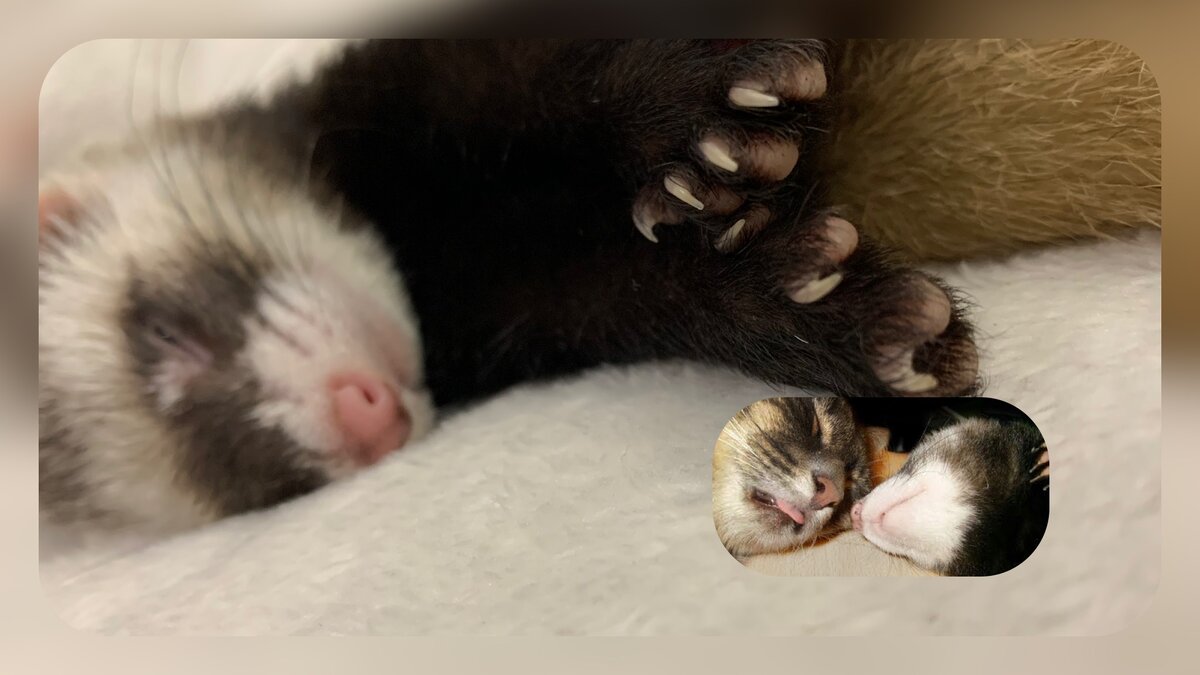 на фото яркий пример крепкой дружбы нескольких лет 