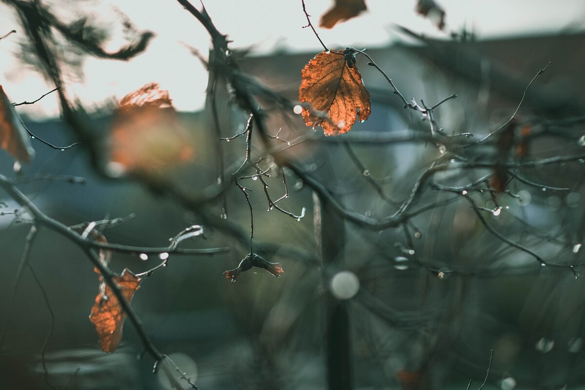  Автор: Виктория Смагина И слушать дождь...
Дыханье октября
неровное, с машинным перебоем...