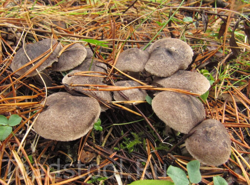 Мыши - это мы! (фото И.Лебединского)