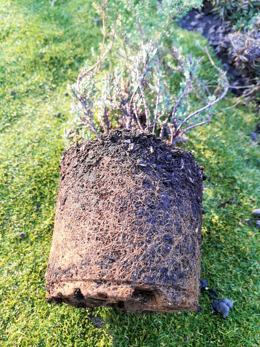 Желательно такую корневую нарушить иначе если посадить как есть, то растение погибнет...