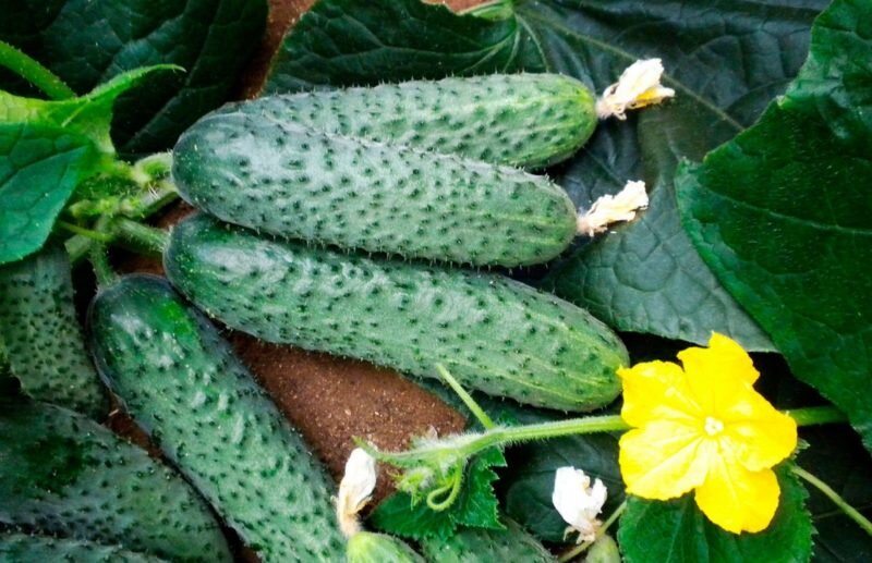 Огурцы Бьерн. Иллюстрация для статьи используется с сайта travki-muravki.com