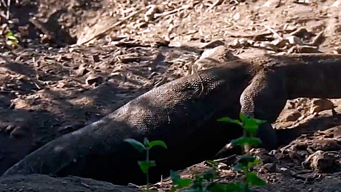 Это моя мама. Комодская вараниха. Роет нору, чтобы я появился на свет