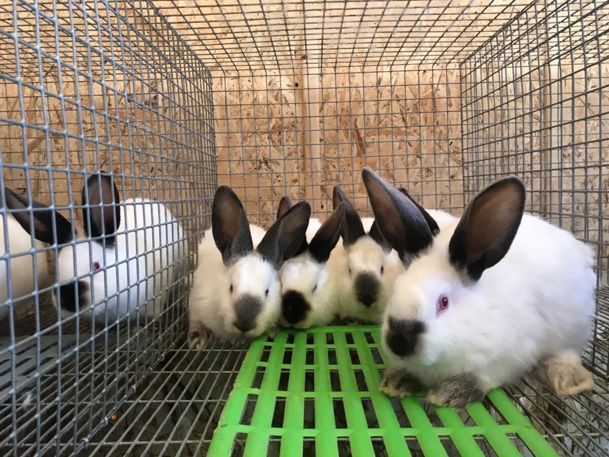 Я живу в Краснодарском крае. У меня своё хозяйство. Прочитав, однажды, статью о кроликах, я заинтересовался этим бизнесом и создал его на своём участке. Сейчас я занимаюсь им уже 3,5 года.