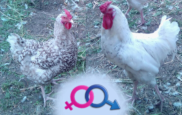 Цыплята вырастут. Одни запоют, а другие яйца начнут нести. Станет понятно, где петушки, а где курочки