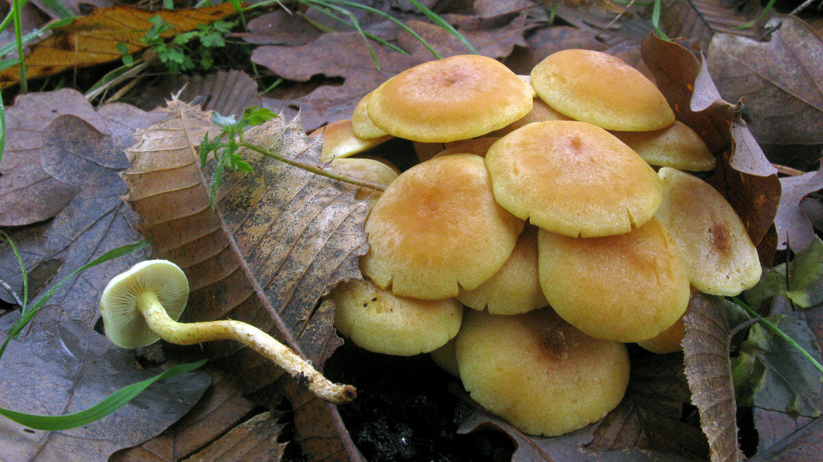 Вот он какой, серно-желтый (фото Валерия Афанасьева)