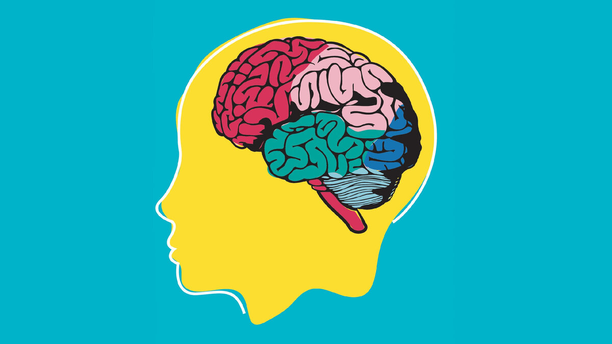 Научные факты о мозге.