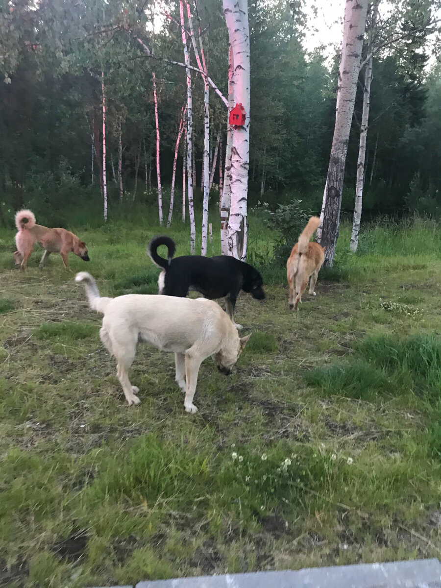 Фотографировала стаю по осени, во время очередного «обострения» у соседей. Прогуливаемся во дворе