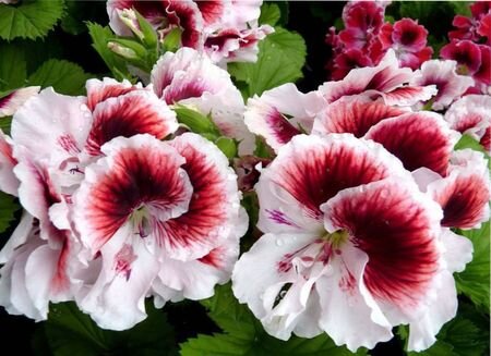 Популярные многолетние сорта