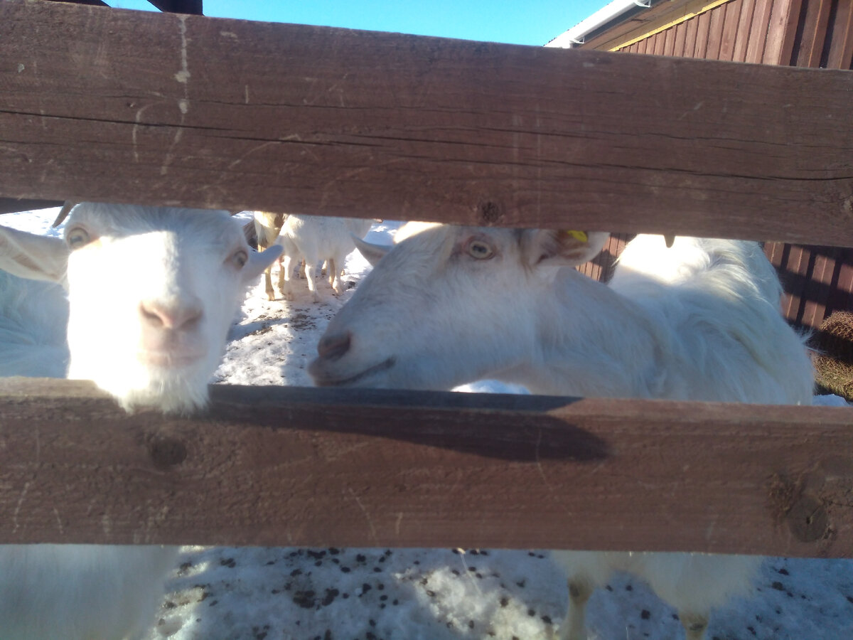 Коза Катя норовит укусить дочку Грушу