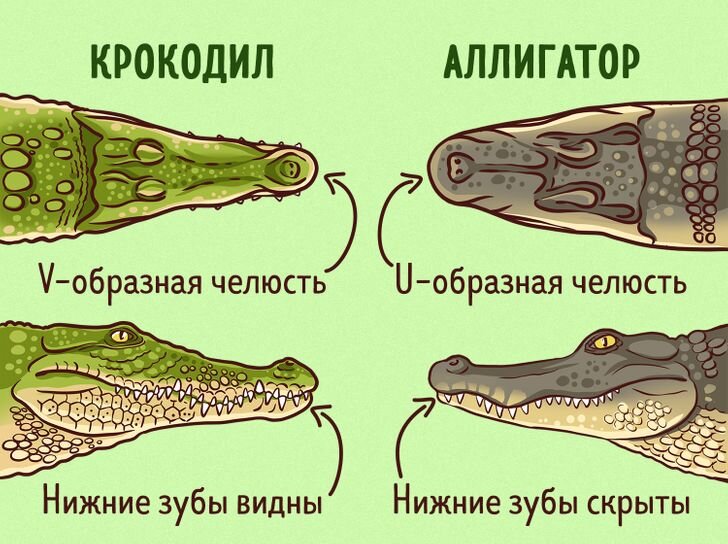 разница между крокодилом и аллигатором