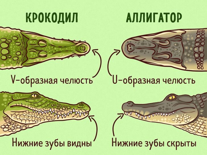 Почему аллигатор дружит с пуговкой