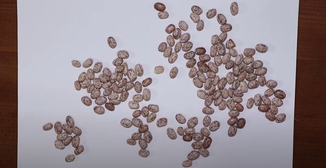 Создание очертания островов и материков путём использования бобов