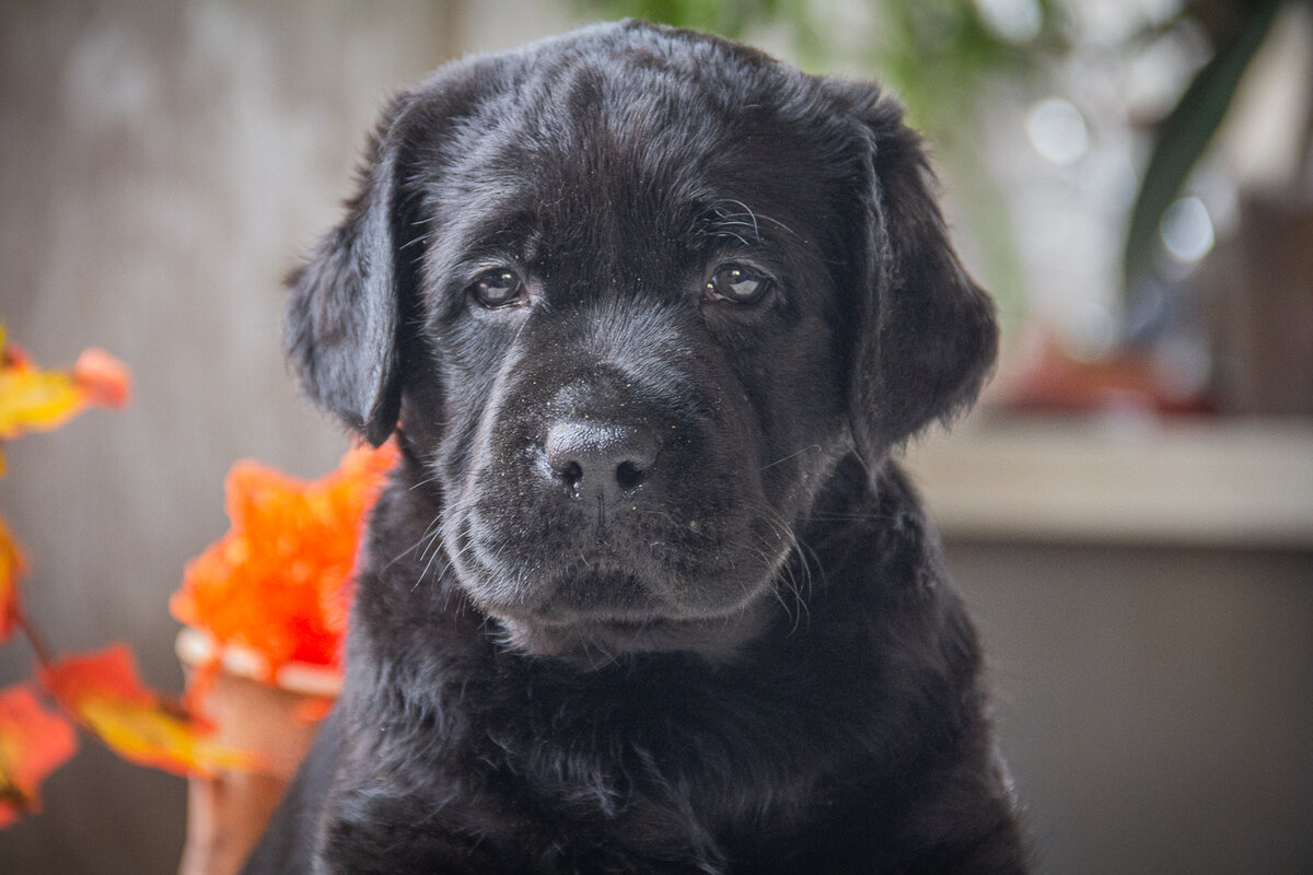 Щенок лабрадора 2 мес.
