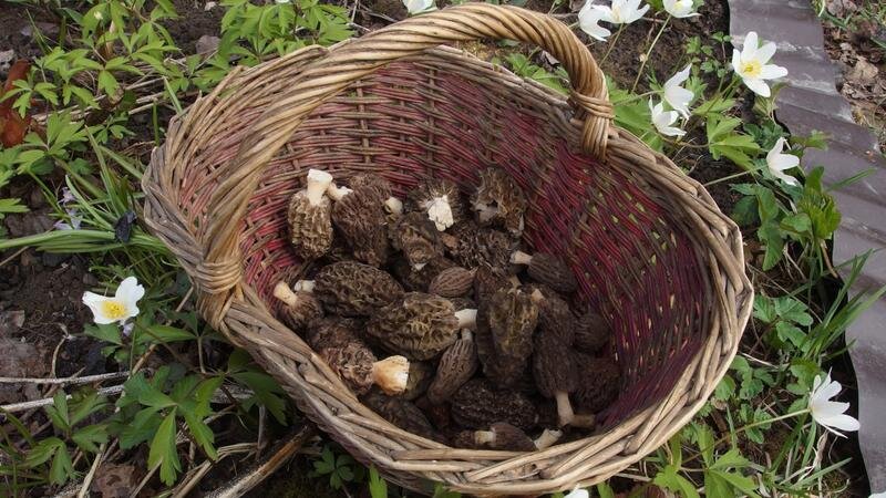    Фото: vk.com/Грибы и Грибники СПб/Дмитрий Белов