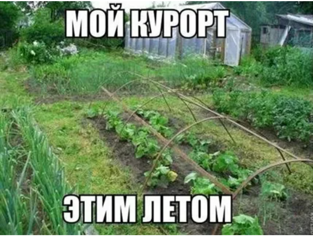 Грядки зовут прикольные картинки
