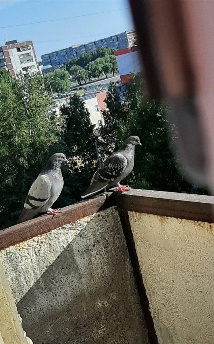 Цель - птички. Готовность к броску номер один.
