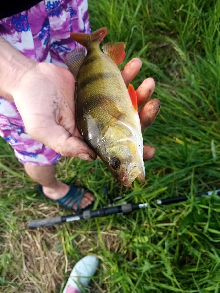 Первая рыька