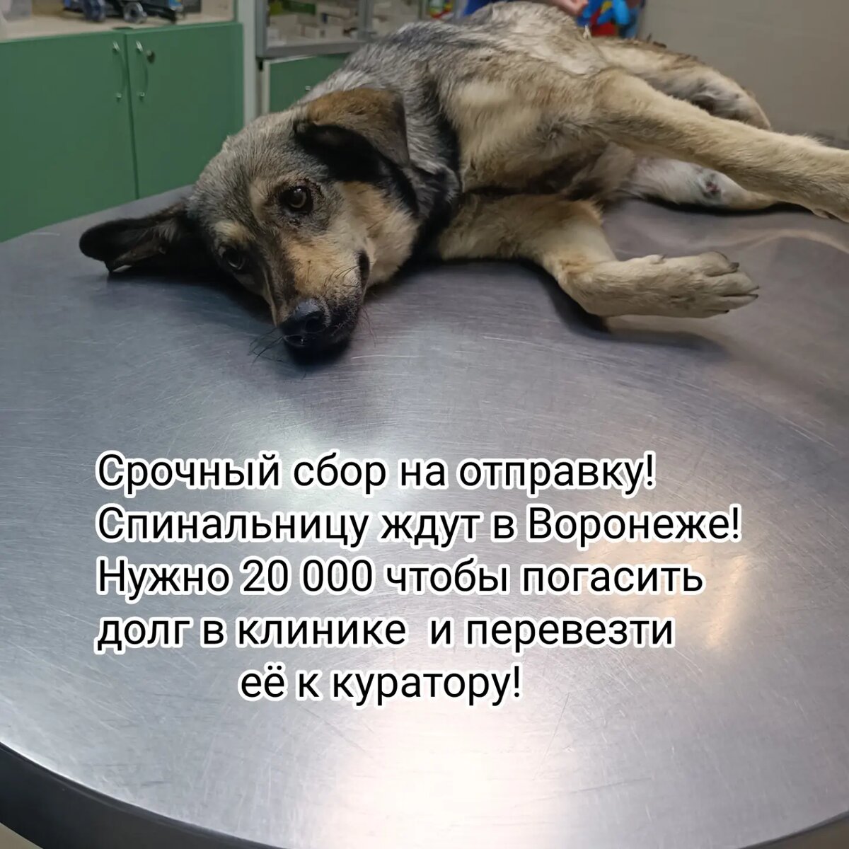 Волгоград 🆘🆘 ЭКСТРЕННЫЙ СБОР НА ПЕРЕВОЗКУ СПИНАЛЬНИЦЫ!! 
Это её последний и единственный шанс избежать усыпления!! 
Нашёлся куратор в Воронеже готовый принять у себя собаку... Напомню, её сбили в Астрахани, 4 суток она пролежала на улице без помощи... Никто из Астраханской области не отозвался ей помочь!! И мы поехали аж с Волгограда!! К огромному несчастью оказался перелом позвоночника!! Я не могу ей заниматся, у меня и так 7 спинальников... Ей грозило усыпление, но случилось чудо, откликнулась неравнодушная девушка!! 
Остался вопрос только в перевозке, и долгом в клинике! 
Нашли зоотакси, готовы отвезти за 13 000! 
И в клинике Айболит, за неё также долг около 6000, чтобы её забрать, нужно его закрыть... Открываем срочный сбор на это! 
Другого шанса не будет, здесь ей грозит только усыпление, потому стоит тут некому заниматься ей... 
Пожалуйста не проходите мимо🙏🙏

💳Карта сб 2202 2024 6687 1666
Прикреплена к номеру 89178312475 (НЕ ДЛЯ ЗВОНКОВ!) на имя
Елена Леонидовна Т.
💳 Карта Тинькофф 5213243915883746 на имя Елена Леонидовна Т.
💳 Карта ВТБ  2200 2404 4782 2665 на имя Елена Леонидовна Т
💰Киви-кошелек 8 960 892 17 31
📱Голодный номер 8 960 892 17 31
☎️ 8 960 892 17 31
По поводу переводов из-за границы,  работает корона пей. Пишите в личку
https://vk.com/club197011667
Фин отчёт в обсуждениях

