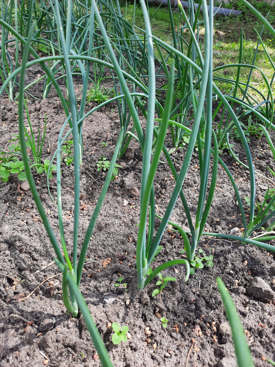 Сорт Штутгарт.Когда лук формирует головку стебли падают и лежат на земле.