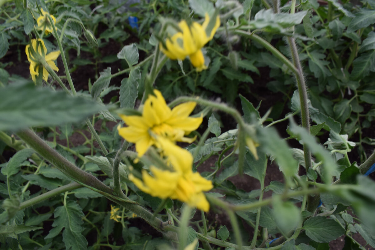 завязывается третья кисть(фото автора)