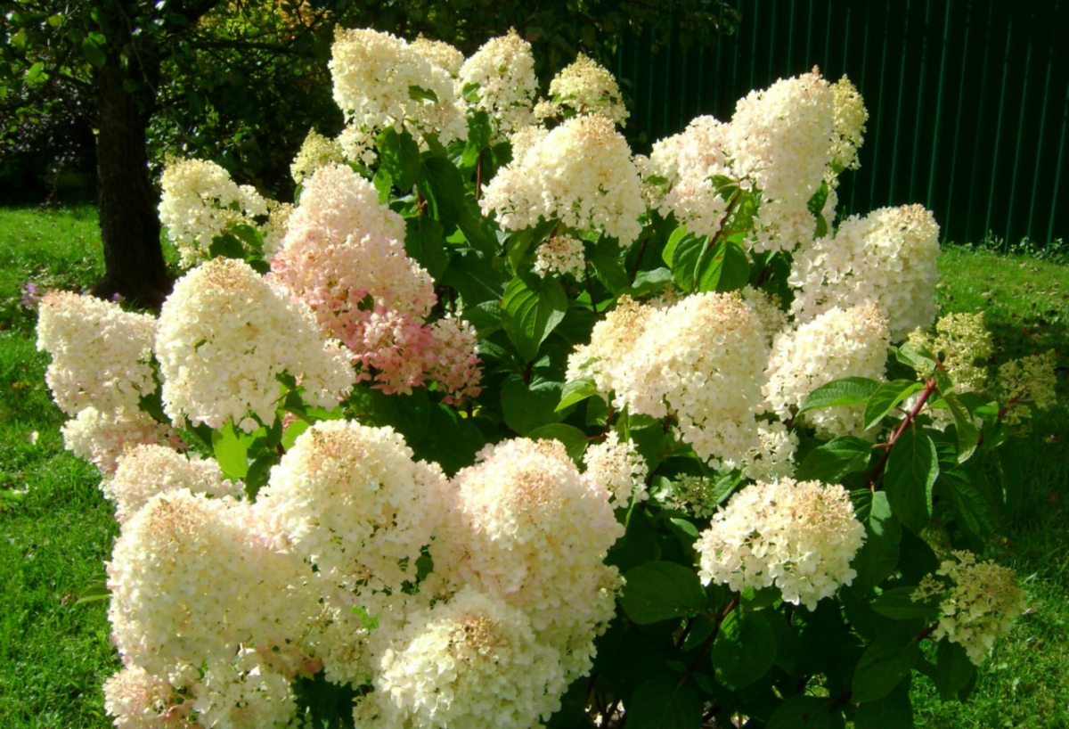 Гортензия метельчатая Silver Dollar