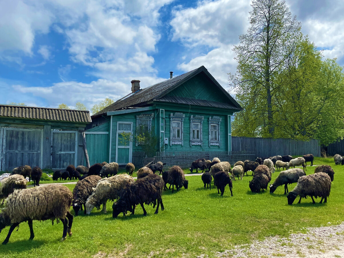 Почему из кобыльего молока не делают сливочное масло, а овечье не пьют? Что  писали про молоко различных животных в СССР (данные 1961 г) | Кухня СССР с  Еленой | Дзен