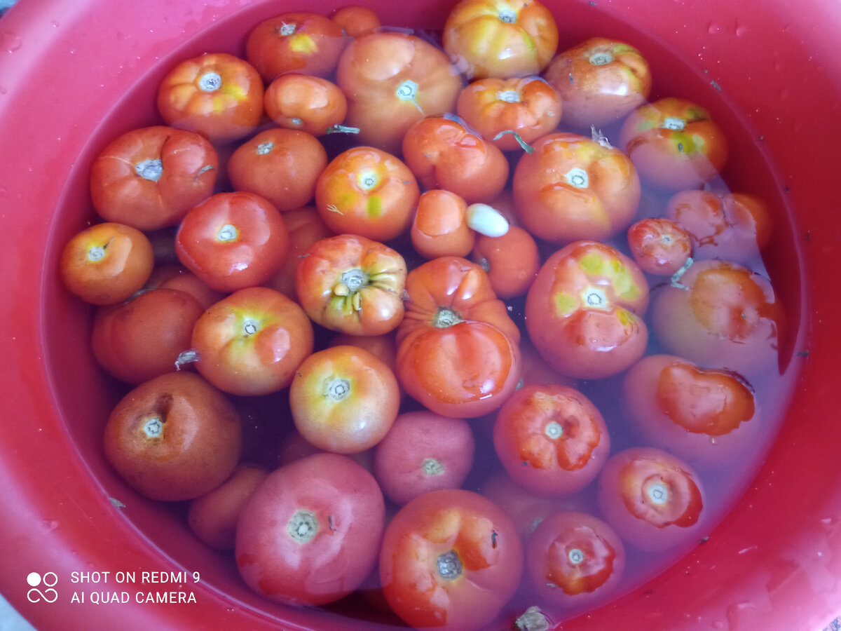 фото автора, помидоры в тазу