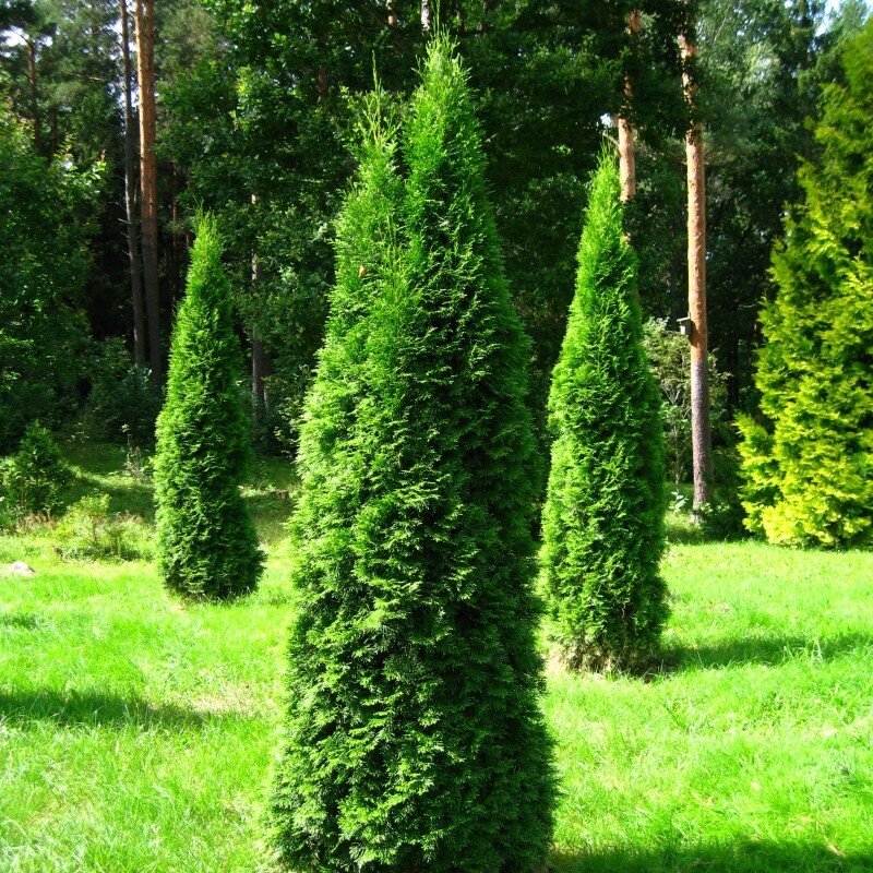 Туя это. Туя Западная Смарагд. Туя Западная Смарагд (Thuja occidentalis Smaragd). Туя Пирамидалис компакта. Туя Западная Пирамидалис компакта.