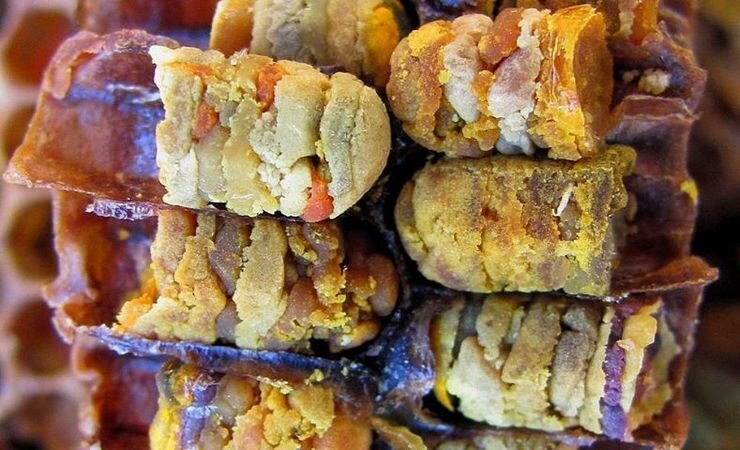 Утрамбованные слои пережёванной пыльцы *-*