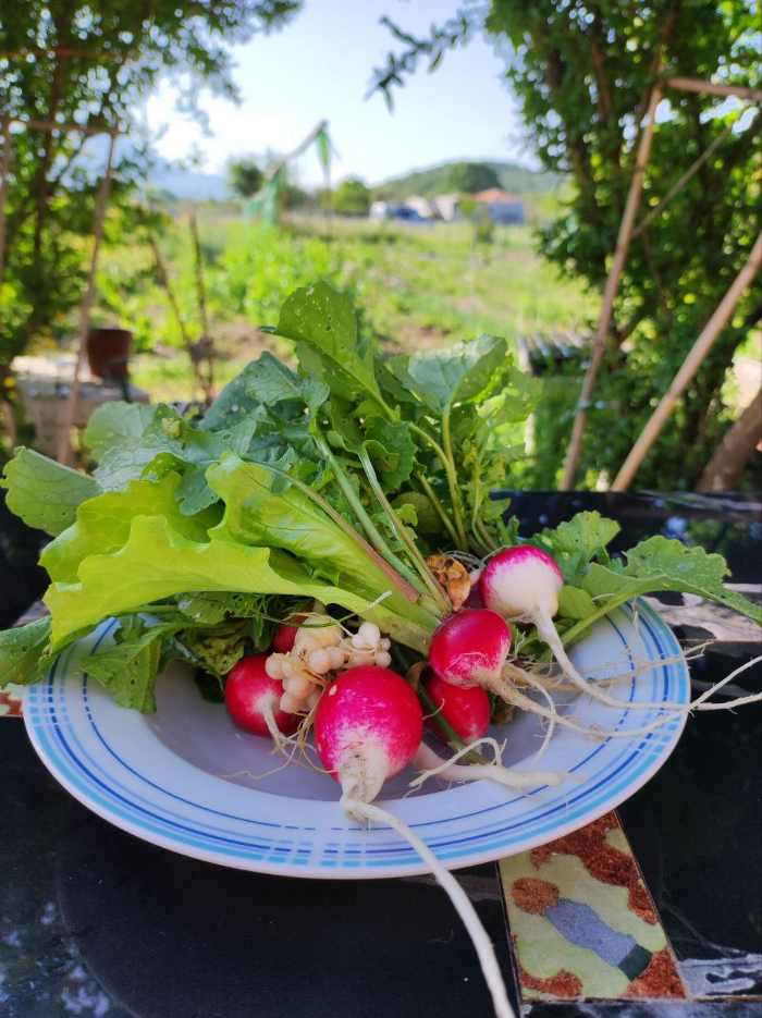 Редис с огорода. Фото Ларисы Егоровой.