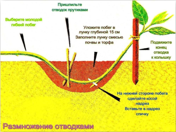 Схема размножение отводком из окрытого источника