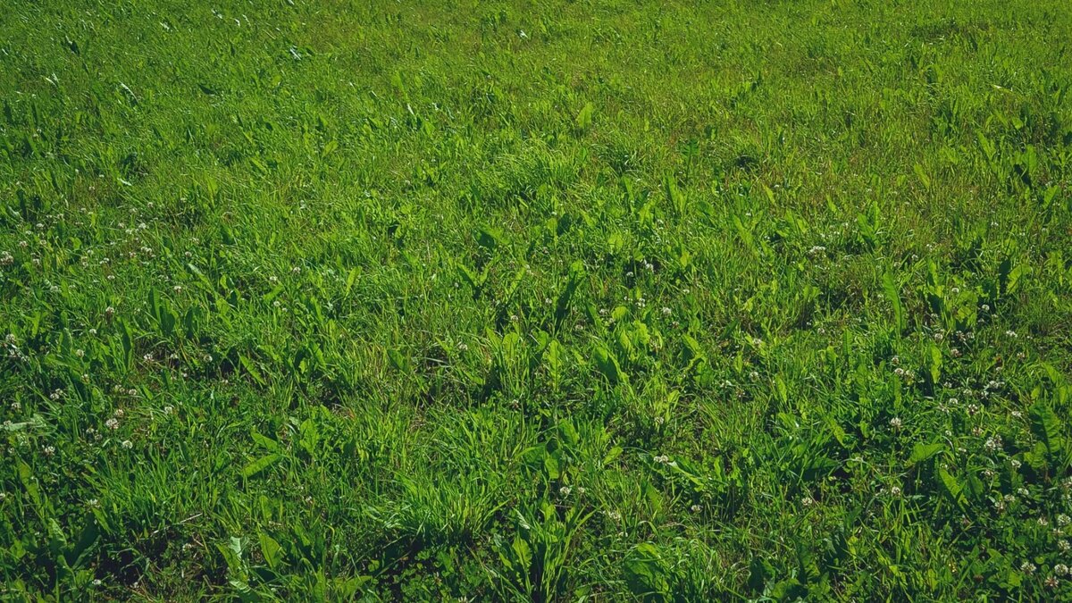     Комитет активно занимается улучшением состояния травянистой растительности на незакрепленных территориях Кировского района, проводя покосы на газонах и призывая организации заниматься этой работой на закрепленных участках.